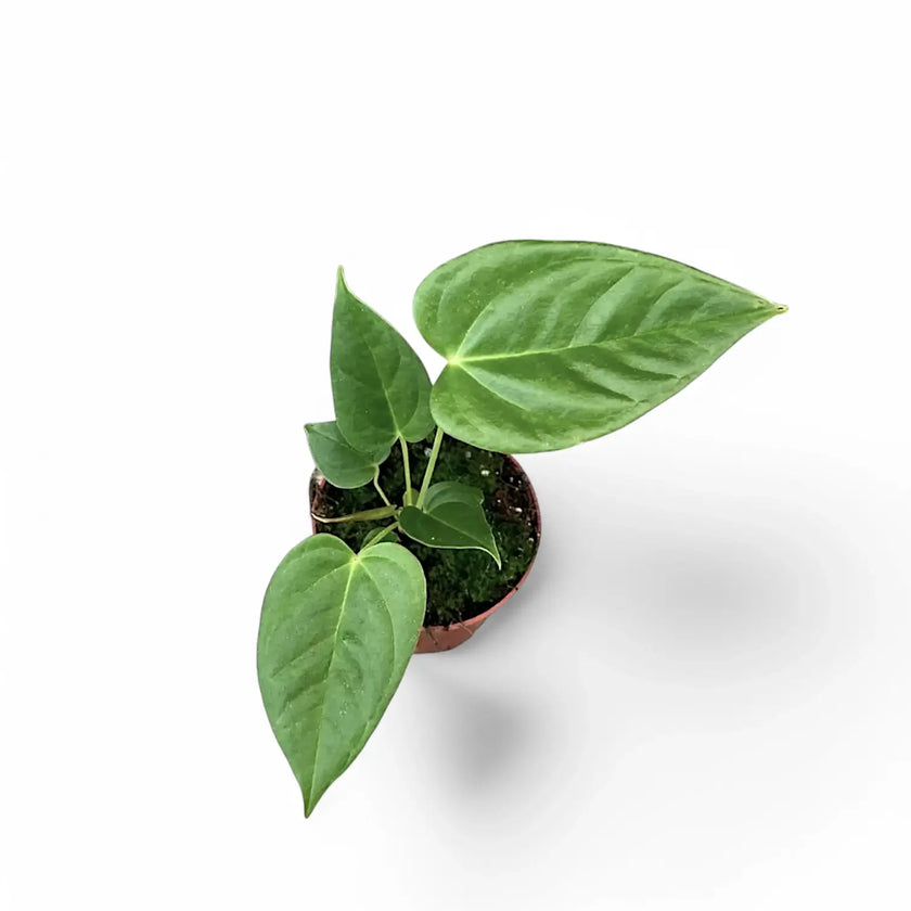 Anthurium recavum potted houseplant in nursery pot on white background, product photo 2.