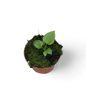 Anthurium recavum Zimmerpflanze im Anzuchttopf vor weißem Hintergrund, Produktfoto 5.