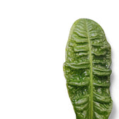 Anthurium reflexinervium Zimmerpflanze im Anzuchttopf vor weißem Hintergrund, Produktfoto 2.