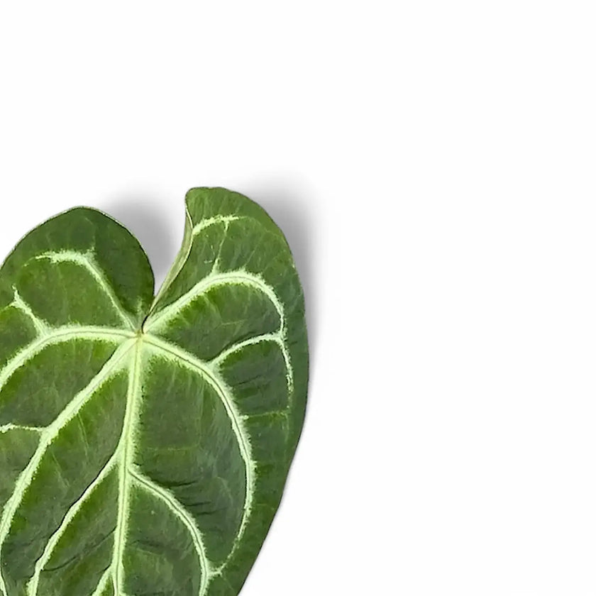 Anthurium regale x magnificum leaf close-up on white background.