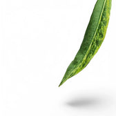 Anthurium vittarifolium variegata leaf close-up on white background.
