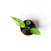 Anthurium vittarifolium variegata