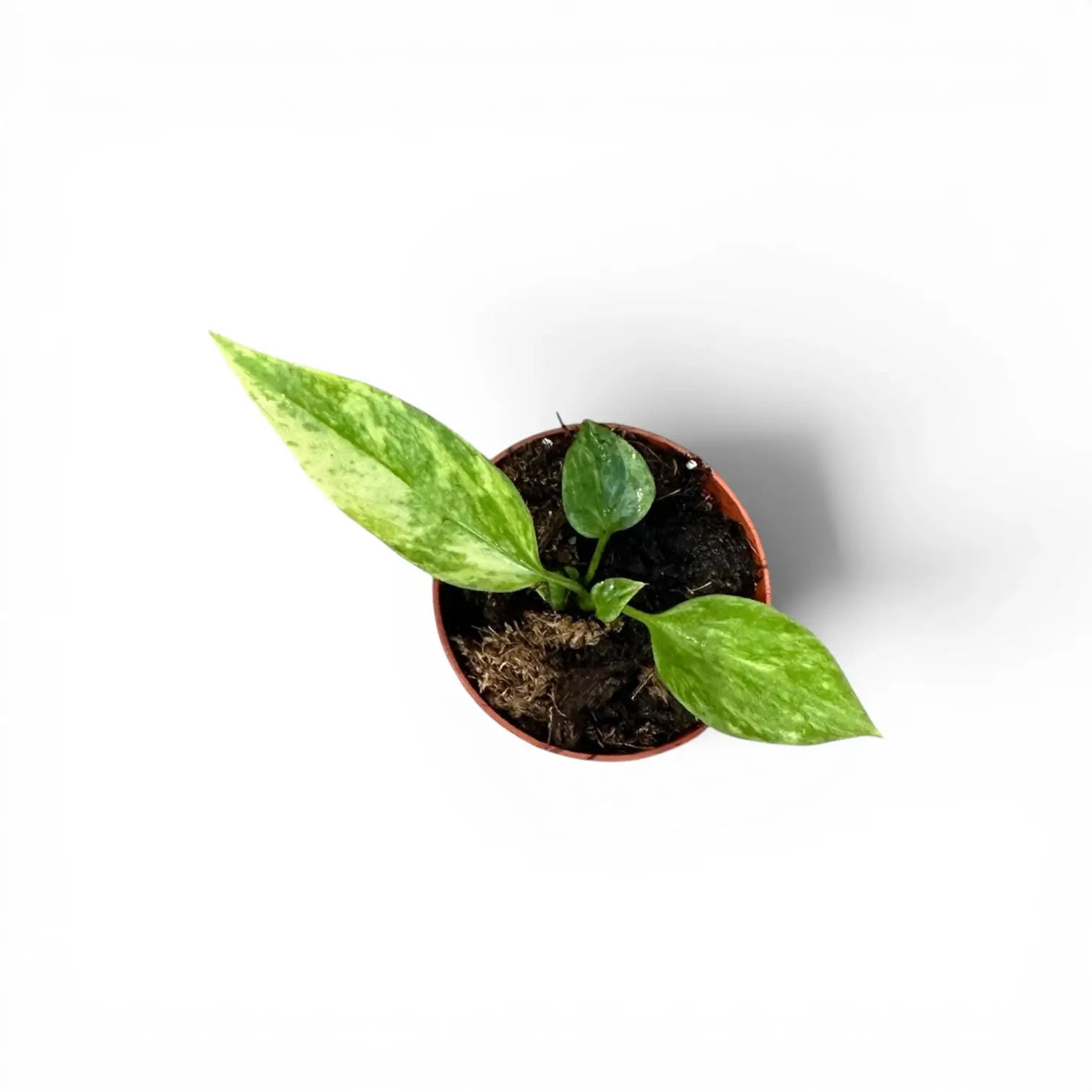 Anthurium vittarifolium variegata