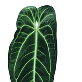 Anthurium warocqueanum – Blattdetail vor weißem Hintergrund..