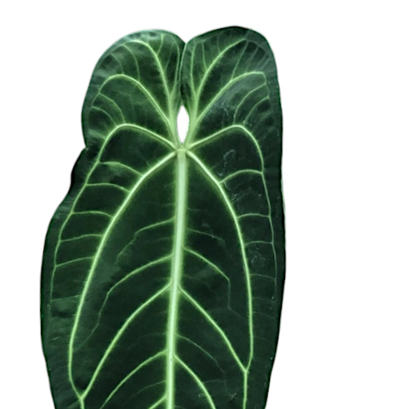 Anthurium warocqueanum leaf close-up on white background.