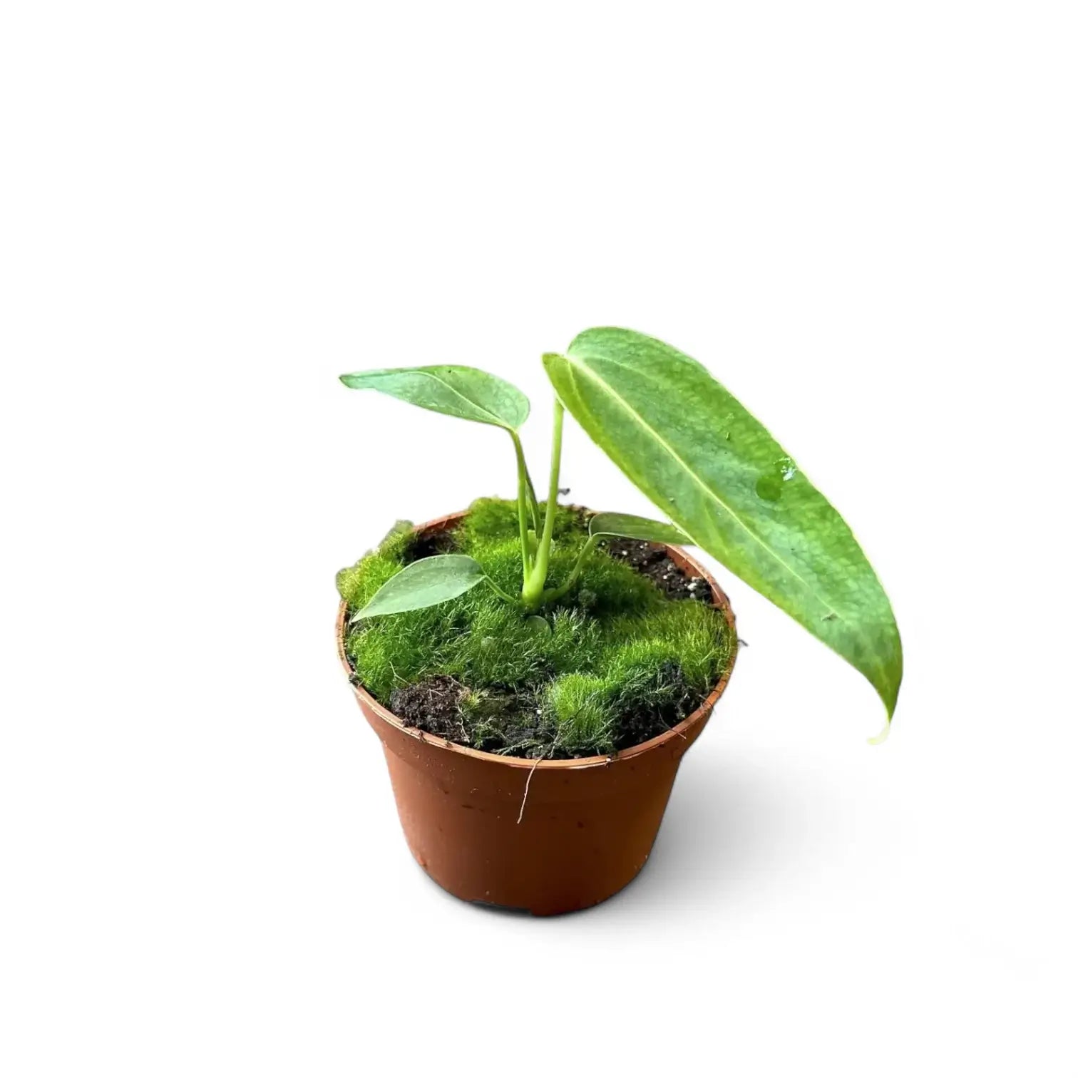 Anthurium warocqueanum x waterburyanum Zimmerpflanze im Anzuchttopf vor weißem Hintergrund, Produktfoto 5.