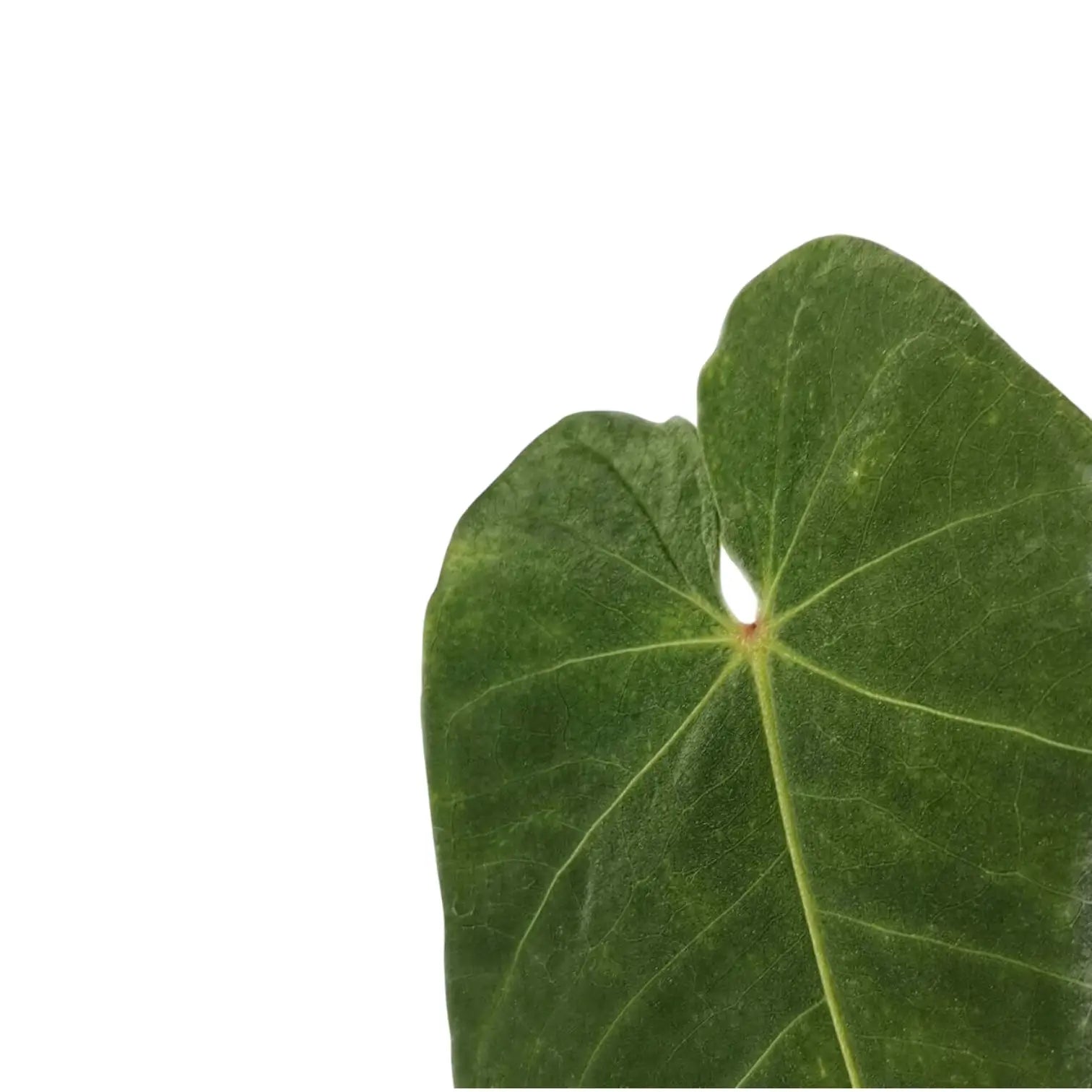 Anthurium waterburyanum leaf close-up on white background.