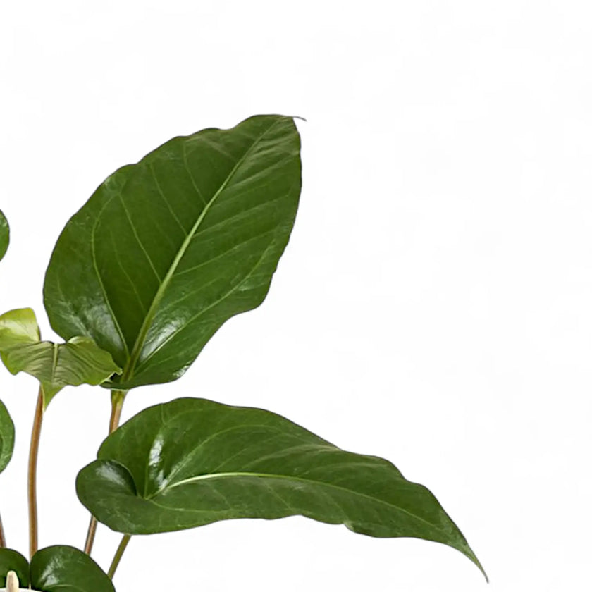 Anthurium watermaliense ('The black Anthurium', 'Black prince') – Blattdetail vor weißem Hintergrund..