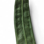 Anthurium wendlingeri – Blattdetail vor weißem Hintergrund..