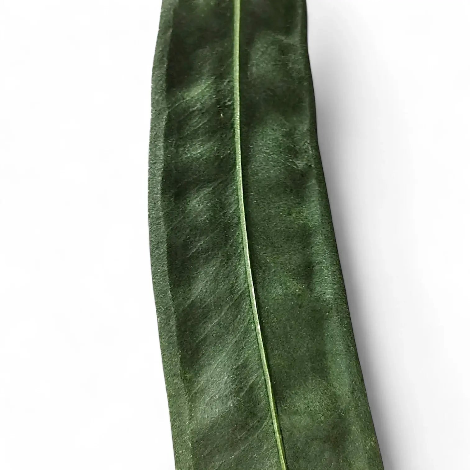 Anthurium wendlingeri – Blattdetail vor weißem Hintergrund..