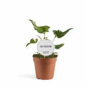 Anthurium ×ferrierense 'Crisped' potted houseplant in nursery pot on white background, product photo 2.