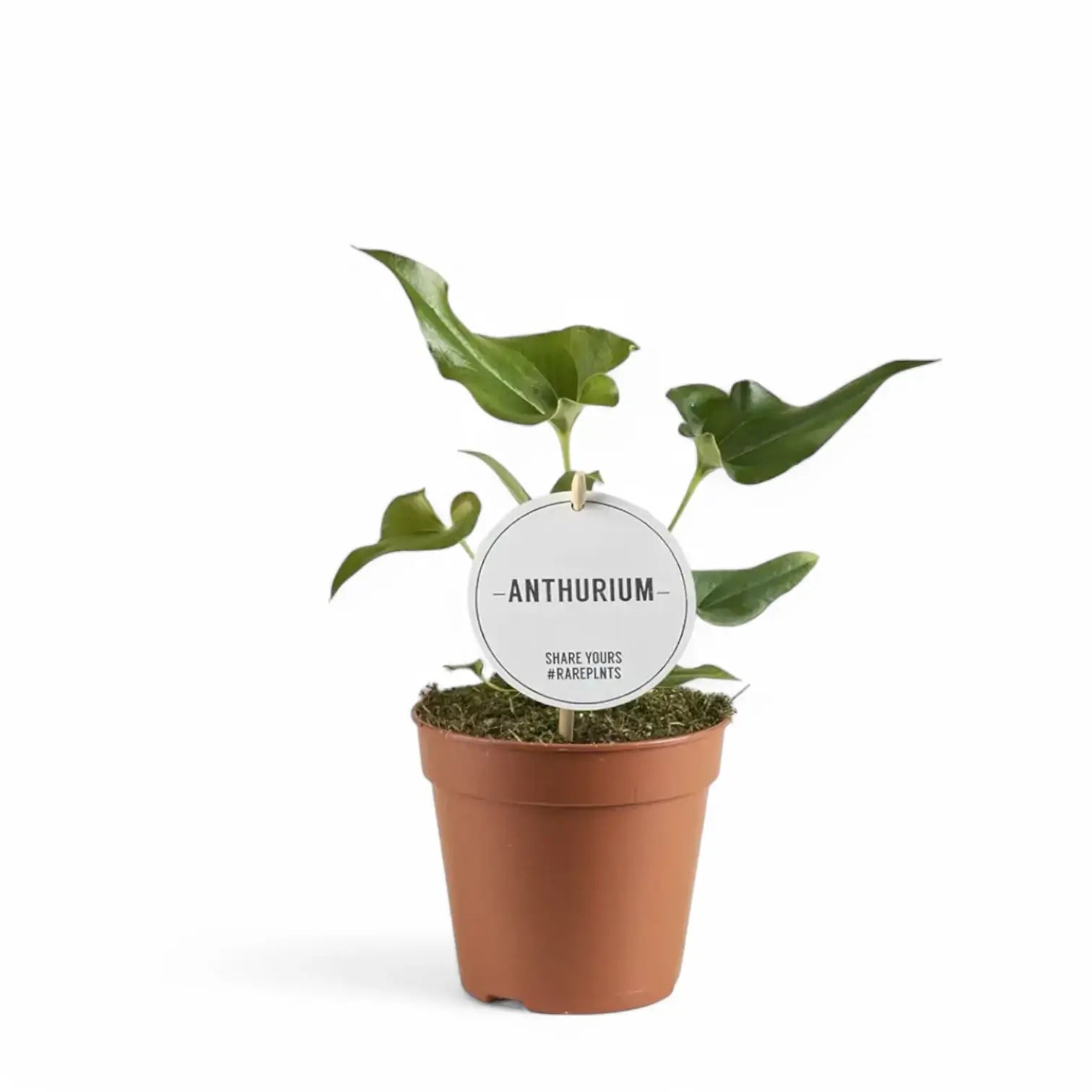 Anthurium ×ferrierense 'Crisped' potted houseplant in nursery pot on white background, product photo 2.