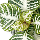 Aphelundra squarrosa 'Curly White' – Blattdetail vor weißem Hintergrund..