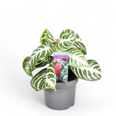 Aphelundra squarrosa 'Curly White' Zimmerpflanze im Anzuchttopf vor weißem Hintergrund, Produktfoto 2.