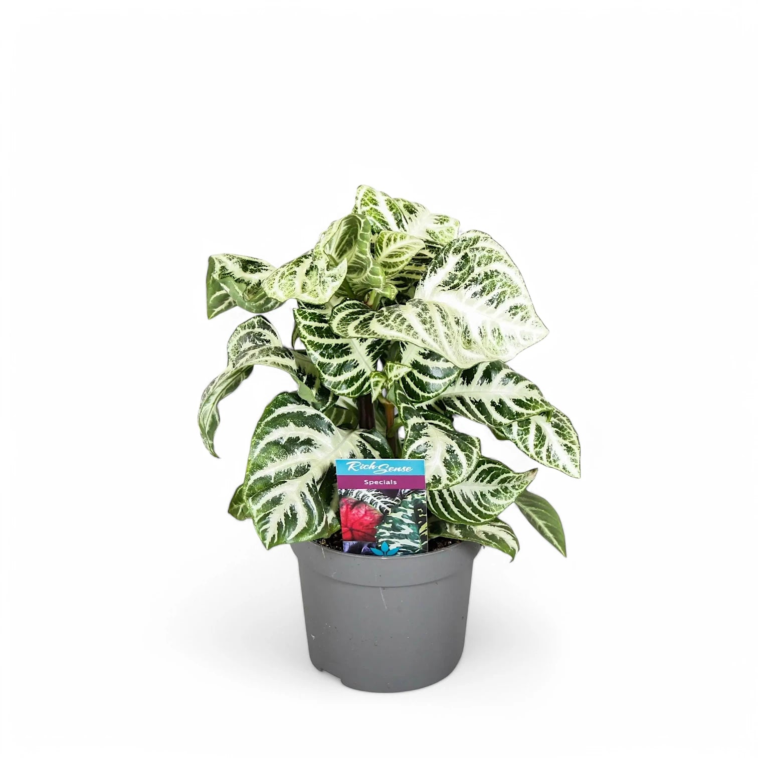 Aphelundra squarrosa 'Curly White' Zimmerpflanze im Anzuchttopf vor weißem Hintergrund, Produktfoto 3.