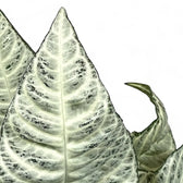 Aphelundra squarrosa 'White Wash' – Blattdetail vor weißem Hintergrund..