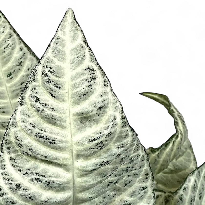 Aphelundra squarrosa 'White Wash' – Blattdetail vor weißem Hintergrund..