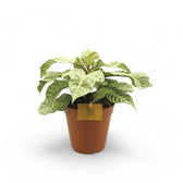 Aphelundra squarrosa 'White Wash' Zimmerpflanze im Anzuchttopf vor weißem Hintergrund, Produktfoto 3.