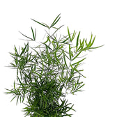 Asparagus falcatus – Blattdetail vor weißem Hintergrund..