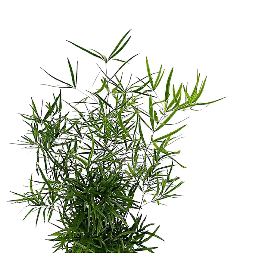 Asparagus falcatus leaf close-up on white background.