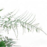 Asparagus Setaceus – Blattdetail vor weißem Hintergrund..