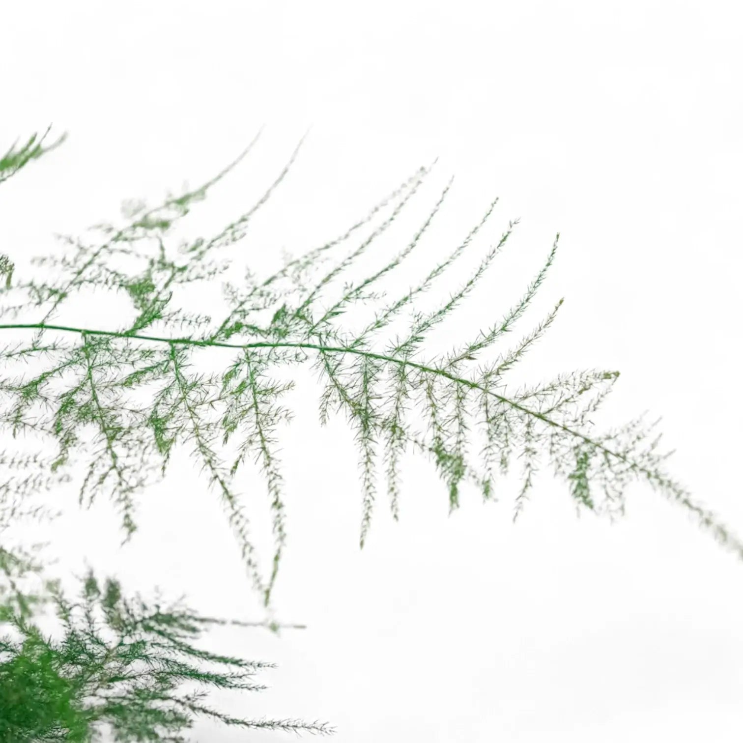 Asparagus Setaceus – Blattdetail vor weißem Hintergrund..