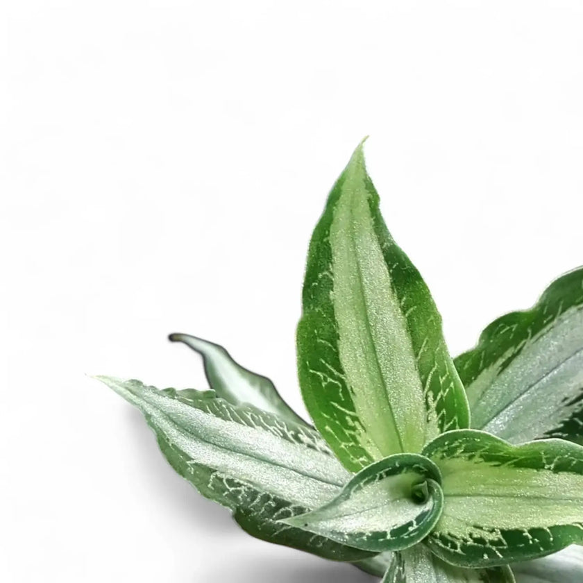 Aspidogyne argentea leaf close-up on white background.