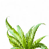 Asplenium antiquum 'Osaka' – Blattdetail vor weißem Hintergrund..