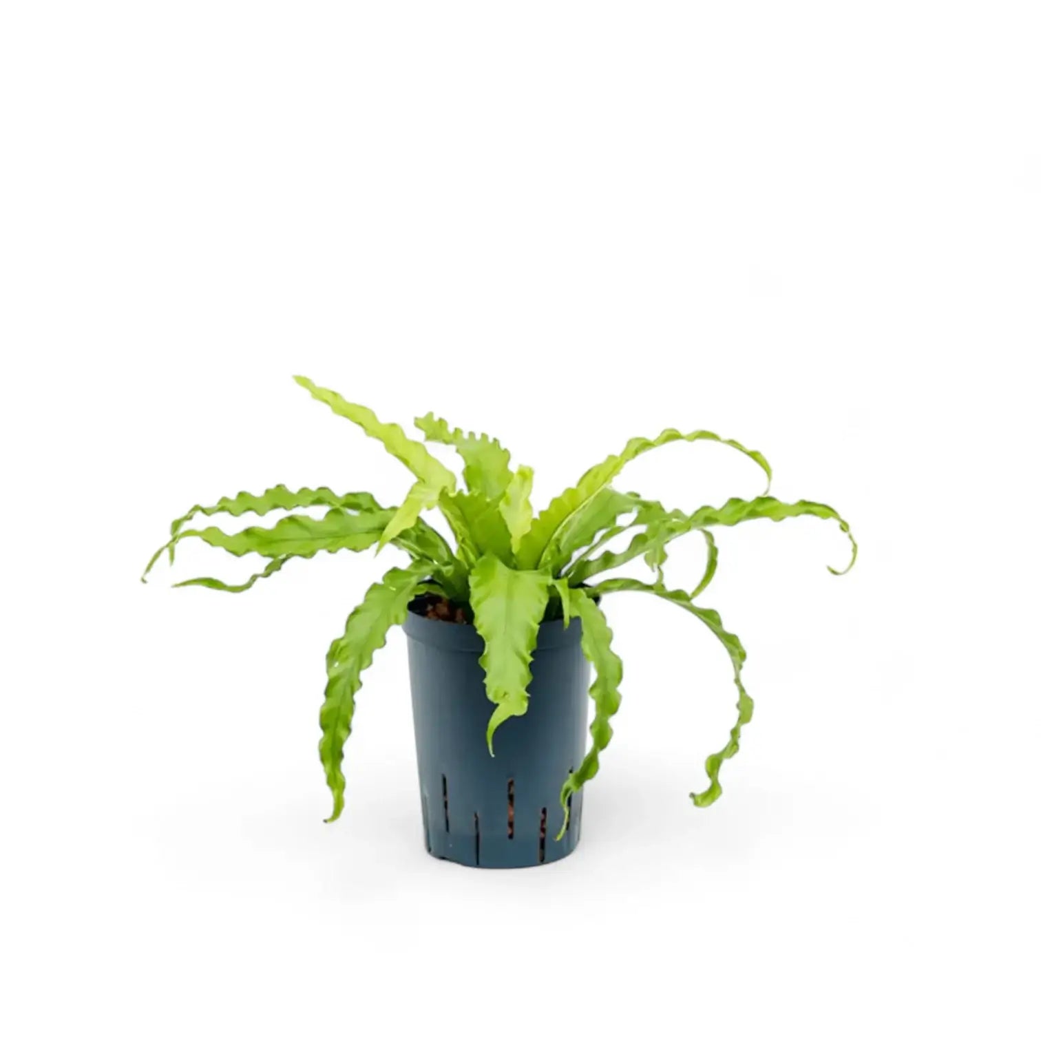 Asplenium antiquum 'Osaka' Zimmerpflanze im Anzuchttopf vor weißem Hintergrund, Produktfoto 4.