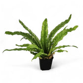 Asplenium nidus variegata potted houseplant in nursery pot on white background, product photo 3.