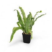 Asplenium nidus variegata potted houseplant in nursery pot on white background, product photo 4.