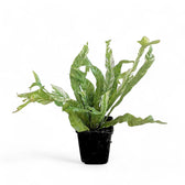 Asplenium nidus variegata potted houseplant in nursery pot on white background, product photo 5.