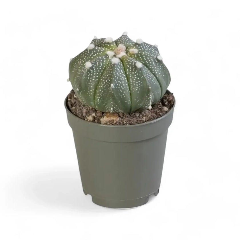 Astrophytum 'COKabuto' (Astrophytum hybrid SK-CO) potted houseplant in nursery pot on white background, product photo 2.