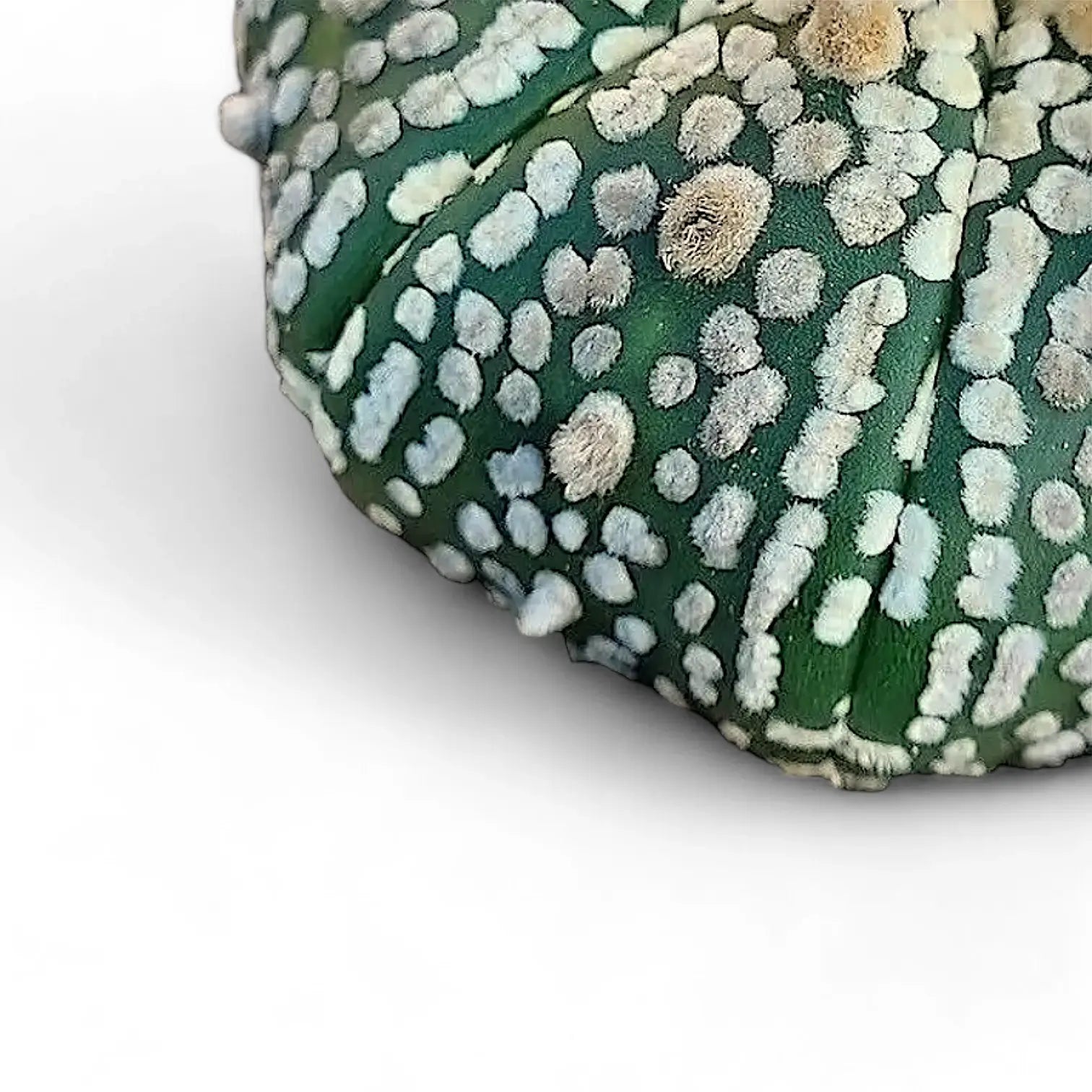 Astrophytum asterias cv. 'Superkabuto' – Blattdetail vor weißem Hintergrund..