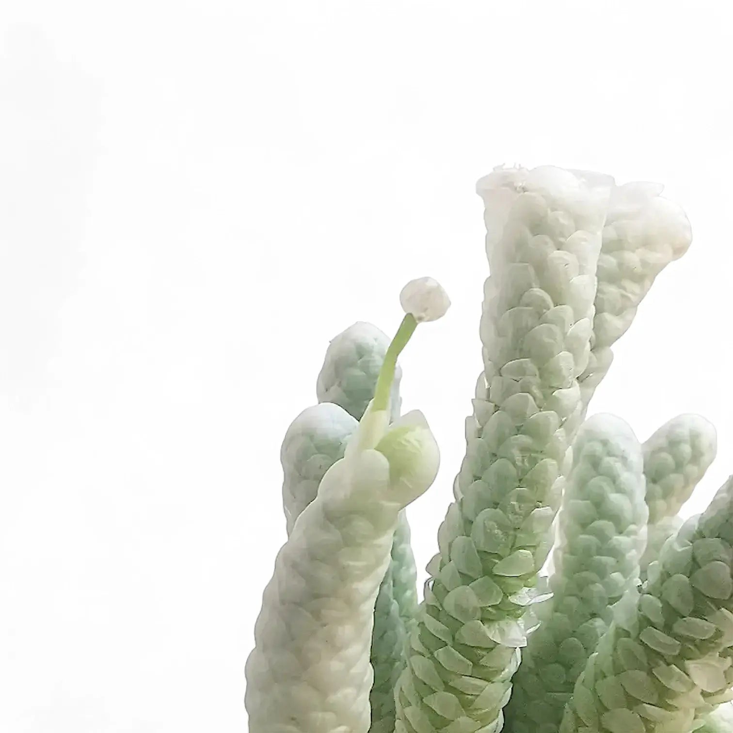 Avonia papyracea – Blattdetail vor weißem Hintergrund..