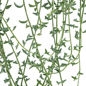 Bacurio delphinatifolius (Senecio peregrinus) – Blattdetail vor weißem Hintergrund..