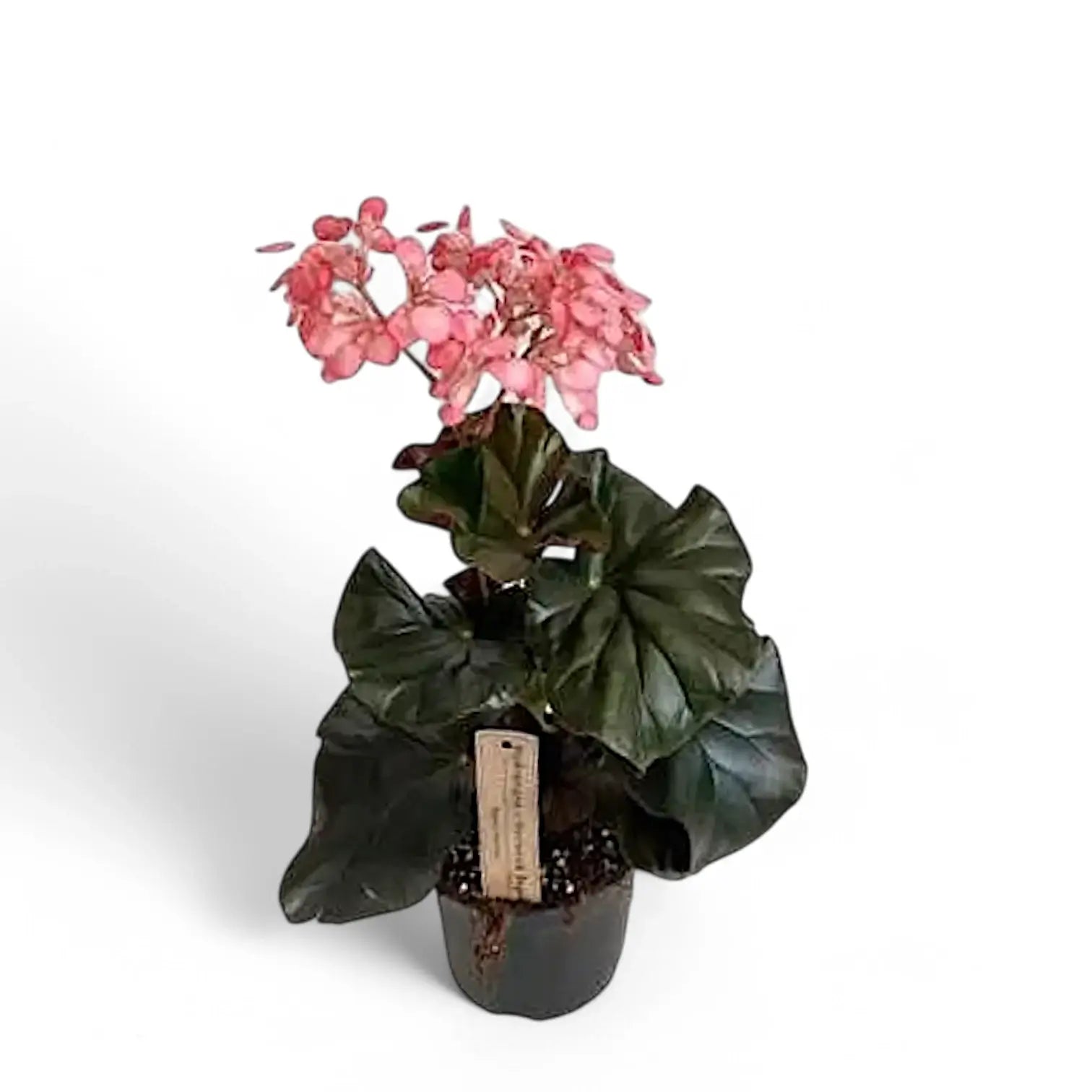 Begonia 'Alice Faye' Zimmerpflanze im Anzuchttopf vor weißem Hintergrund, Produktfoto 2.