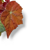 Begonia 'Autumn Ember' leaf close-up on white background.