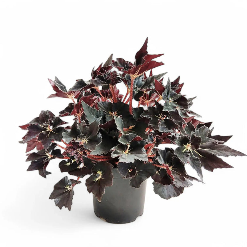 Begonia 'Black Fang' potted houseplant in nursery pot on white background, product photo 2.