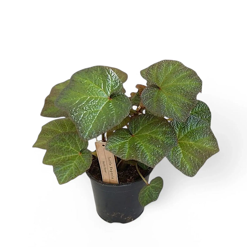 Begonia 'Boomer' potted houseplant in nursery pot on white background, product photo 2.