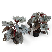 Begonia 'Looking Glass' Zimmerpflanze im Anzuchttopf vor weißem Hintergrund, Produktfoto 2.