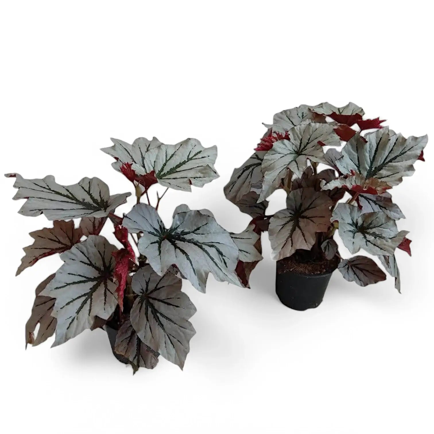 Begonia 'Looking Glass' Zimmerpflanze im Anzuchttopf vor weißem Hintergrund, Produktfoto 2.