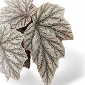 Begonia 'Pink Minx' – Blattdetail vor weißem Hintergrund..