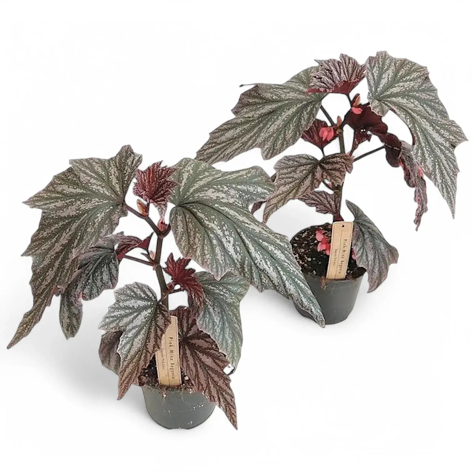 Begonia 'Pink Minx' Zimmerpflanze im Anzuchttopf vor weißem Hintergrund, Produktfoto 2.