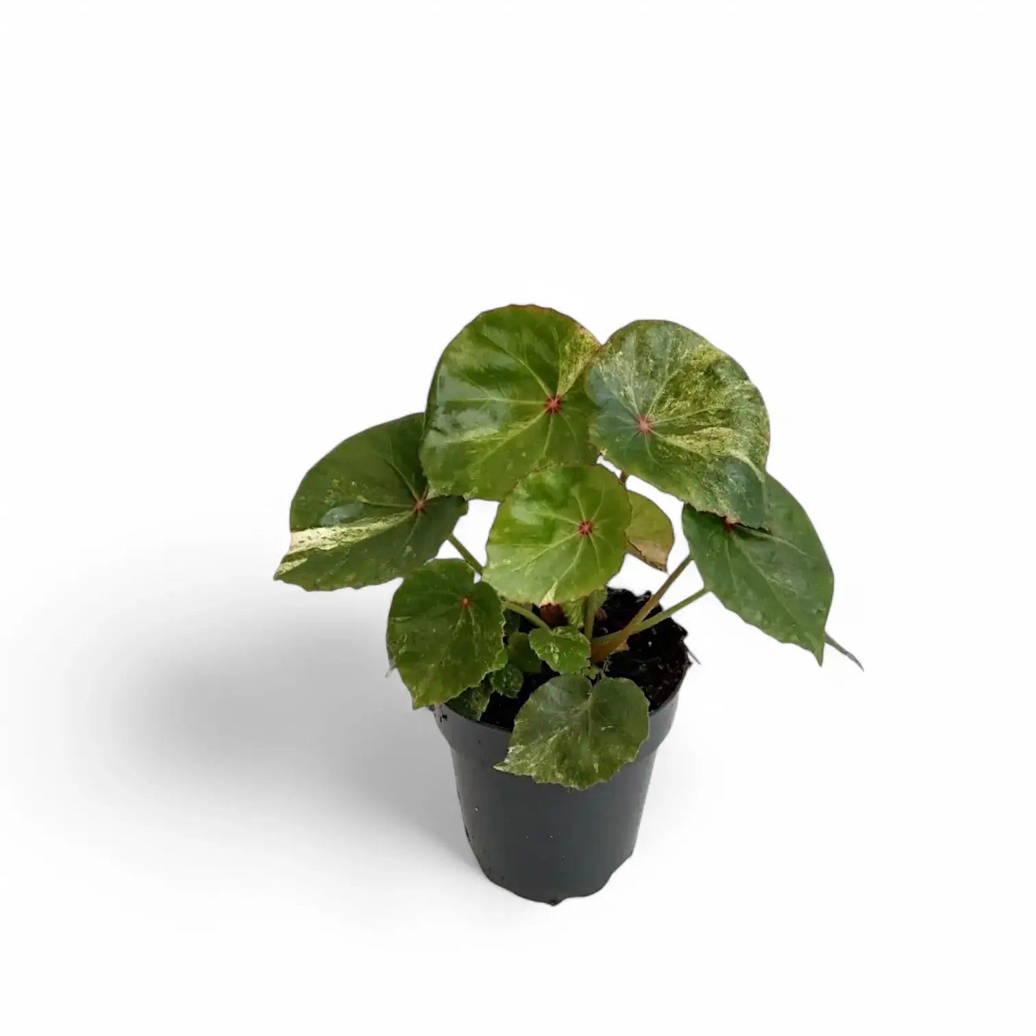 Begonia 'Rouge' variegata potted houseplant in nursery pot on white background, product photo 2.