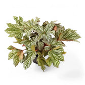 Begonia 'Silver Maples' Zimmerpflanze im Anzuchttopf vor weißem Hintergrund, Produktfoto 3.