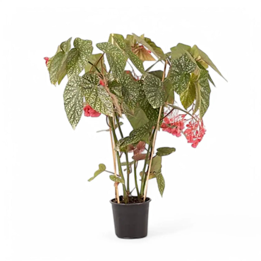 Begonia 'Snow Capped' potted houseplant in nursery pot on white background, product photo 2.