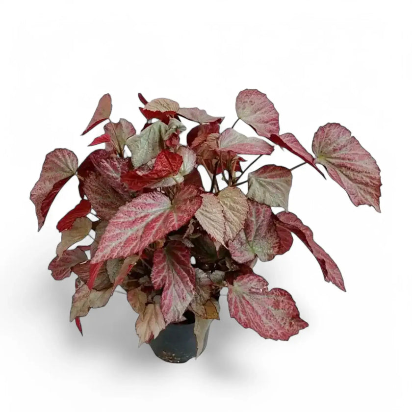 Begonia 'Two Face' potted houseplant in nursery pot on white background, product photo 2.