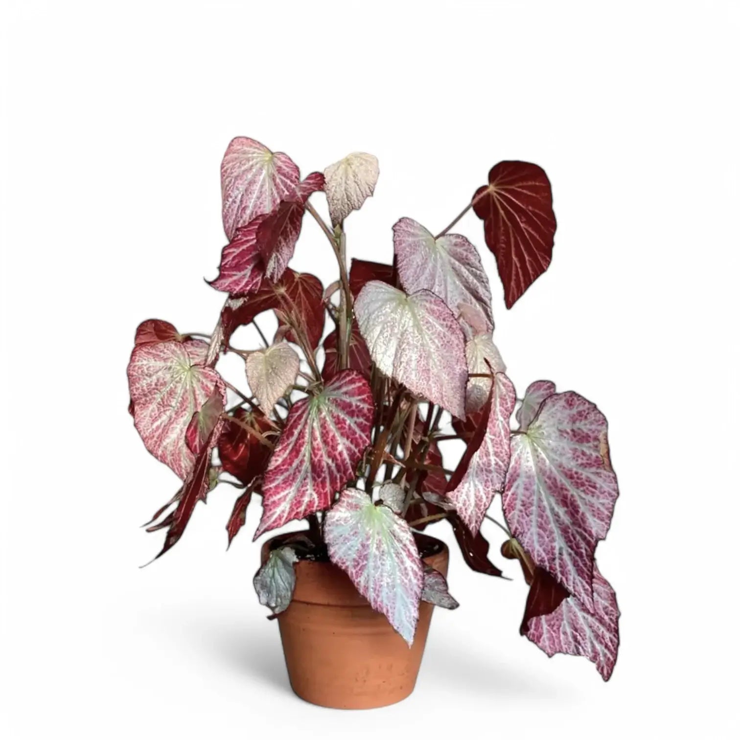 Begonia 'Two Face' potted houseplant in nursery pot on white background, product photo 3.