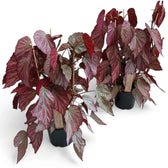 Begonia 'Two Face' potted houseplant in nursery pot on white background, product photo 4.